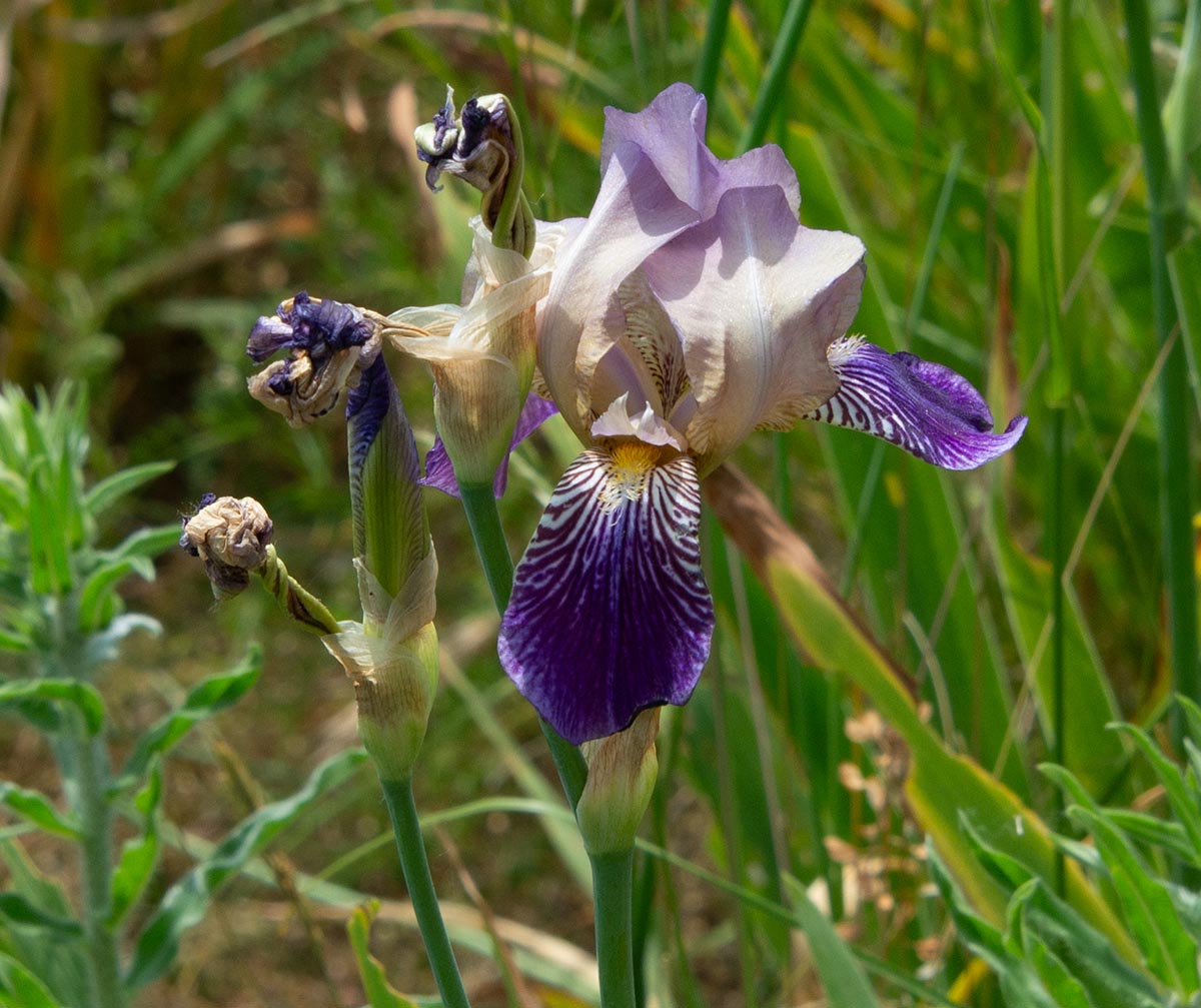 Blüte